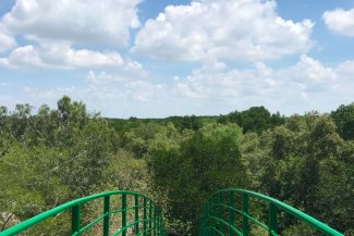 visiting-a-unesco-biosphere-can-gio-mangrove-forest1